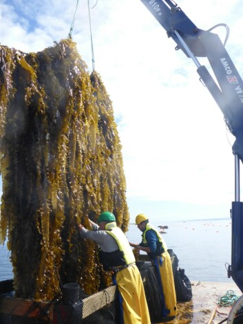 Taredyrking på Frøya i fjor. Foto: Jon Funderud, Seaweed Energy Solutions.
