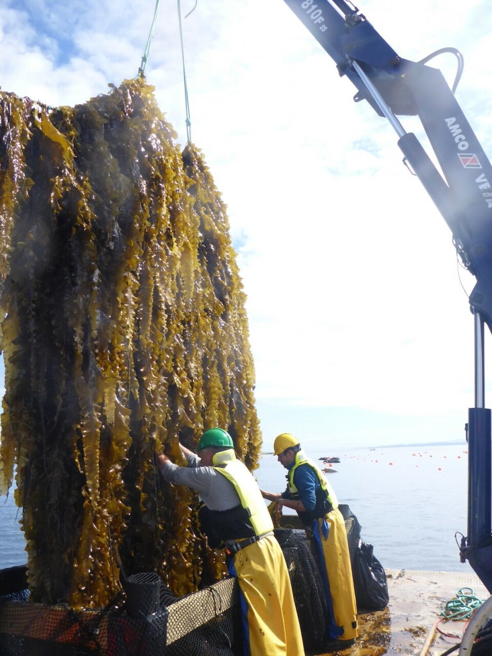 Taredyrking på Frøya i fjor. Foto: Jon Funderud, Seaweed Energy Solutions. Taredyrking på Frøya i fjor. Foto: Jon Funderud, Seaweed Energy Solutions.