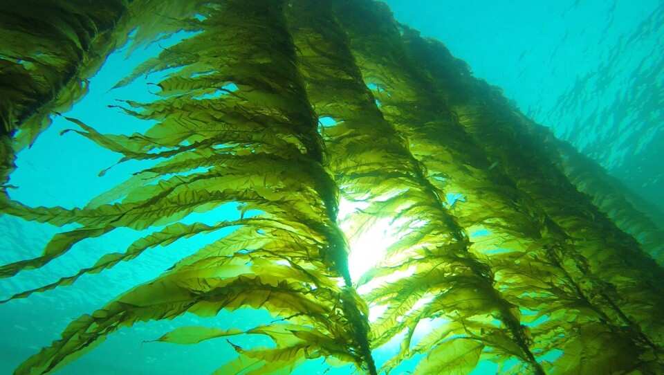 Taredyrking er ennå på pilotstadiet i Norge og selskapet Seaweed Energy Solutions har i år produsert rundt 25 tonn. Foto: Jon Funderud, Seaweed Energy Solutions. Taredyrking er ennå på pilotstadiet i Norge og selskapet Seaweed Energy Solutions har i år produsert rundt 25 tonn. Foto: Jon Funderud, Seaweed Energy Solutions.