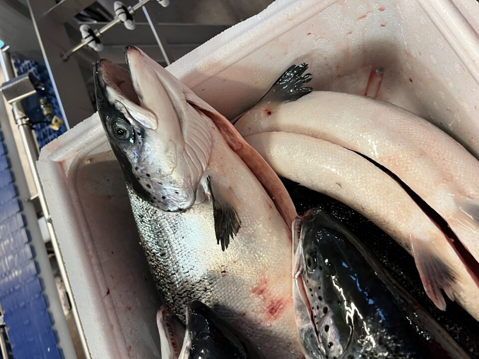 Fiskeridirektoratets lønnsomhetsundersøkelse viser at det er mindre innbringende å drive oppdrett av laks. Illustrasjonsfoto: Ole Andreas Drønen Fiskeridirektoratets lønnsomhetsundersøkelse viser at det er mindre innbringende å drive oppdrett av laks. Illustrasjonsfoto: Ole Andreas Drønen