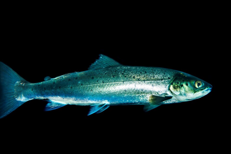 Dei siste tiåra har det blitt langt færre laksar i Atlanterhavet. I tillegg legg dei mindre på seg på beitevandringane i havet. Illustrasjonsfoto av laks. Foto: Erling Svensen/ Havforskningsinstituttet Dei siste tiåra har det blitt langt færre laksar i Atlanterhavet. I tillegg legg dei mindre på seg på beitevandringane i havet. Illustrasjonsfoto av laks. Foto: Erling Svensen/ Havforskningsinstituttet