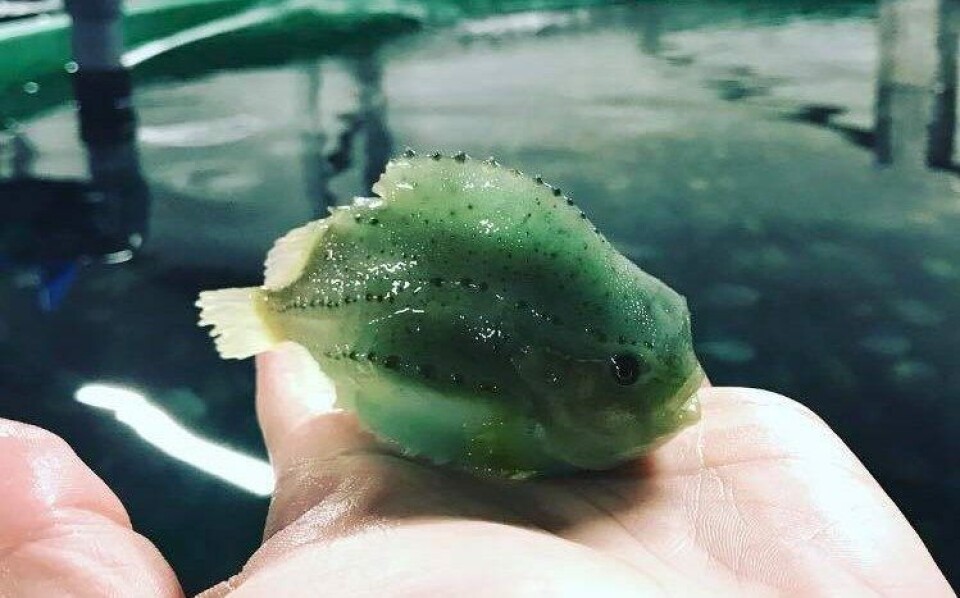 Dyrøy-selskapet har økt omsetningen fra 2016 til 2017, og satser på både smolt og rensefisk. Foto: Akvafarm AS.