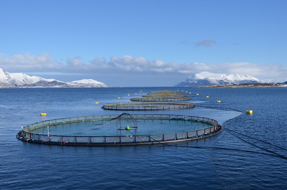Storsmolt: Slakteklar fisk på kun åtte måneder