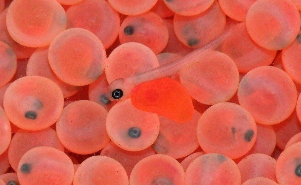 Arkivfoto: Salmonexpert.cl