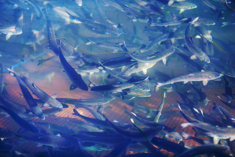 Illustrasjonsfoto av nyutsatt settefisk. Foto: Mattilsynet.