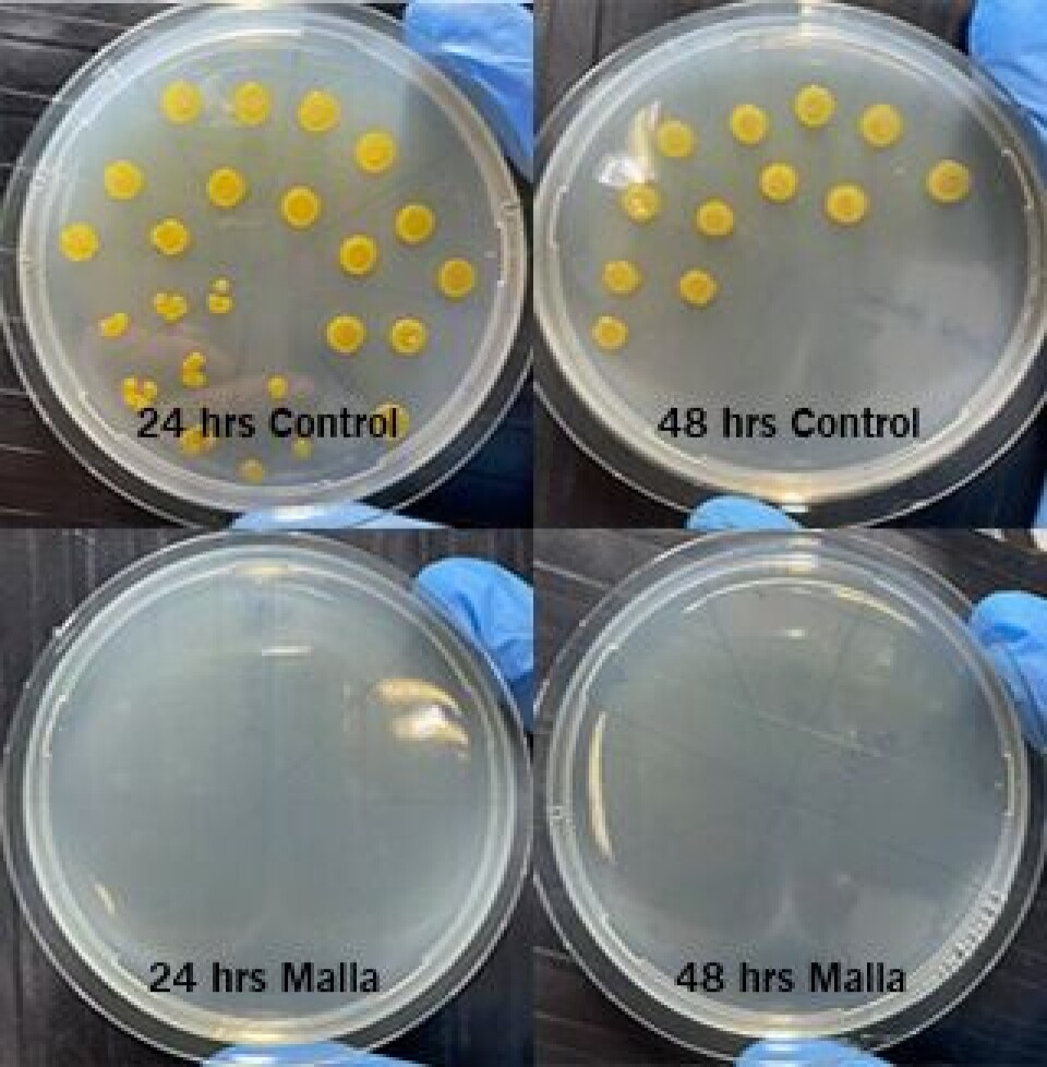Cermaq tester V2 nøter og luseskjørt mot bakterielle patogener