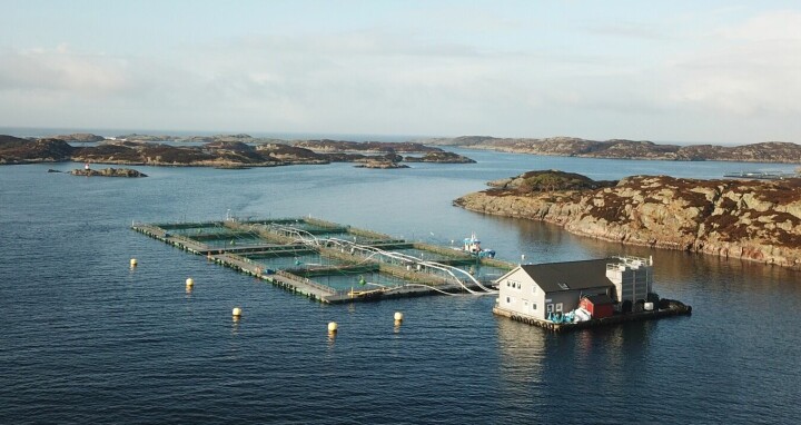 Mye av fisken til Tombre Fiskeanlegg blir solgt gjennom merkevarer som Seaborn. Foto: Tombre Fiskeanlegg