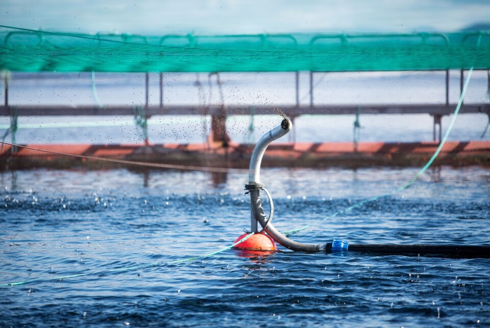 Fôring i Blom-anlegg i Øygarden. Foto: Eivind Senneset/Havforskningsinstituttet.