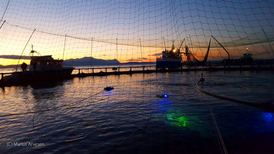 Luselaser i arbeid på Gratanglaks og Kleiva Fiskefarms felles lokalitet Bjørnstein i Sør-Troms. Foto: Foto: Marius Arvesen. Luselaser i arbeid på Gratanglaks og Kleiva Fiskefarms felles lokalitet Bjørnstein i Sør-Troms. Foto: Foto: Marius Arvesen.