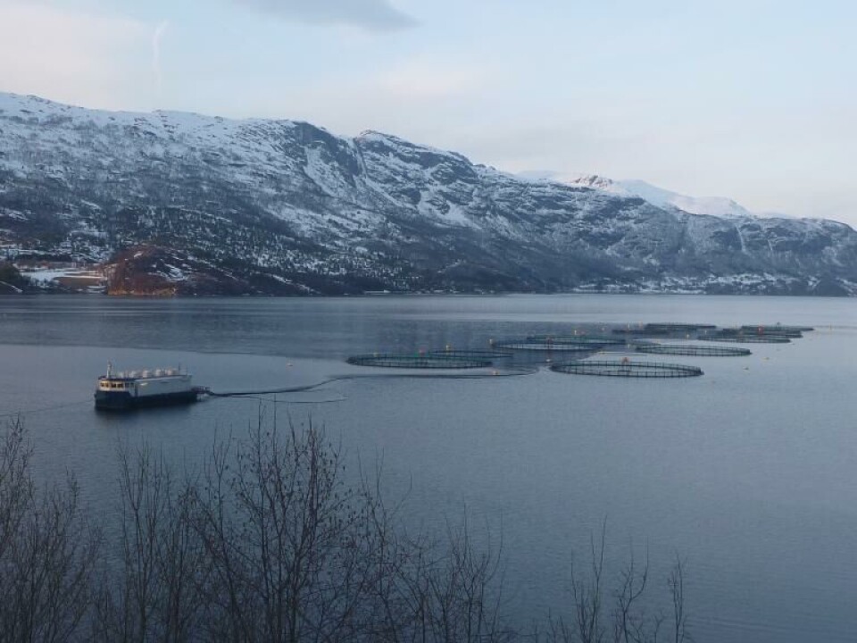 Gratanglaks er også rammet, bildet viser lokaliteten Skarbergvika som er nabolokaliteten til Åmundsvika som er rammet. Foto: Gratanglaks. Gratanglaks er også rammet, bildet viser lokaliteten Skarbergvika som er nabolokaliteten til Åmundsvika som er rammet. Foto: Gratanglaks.