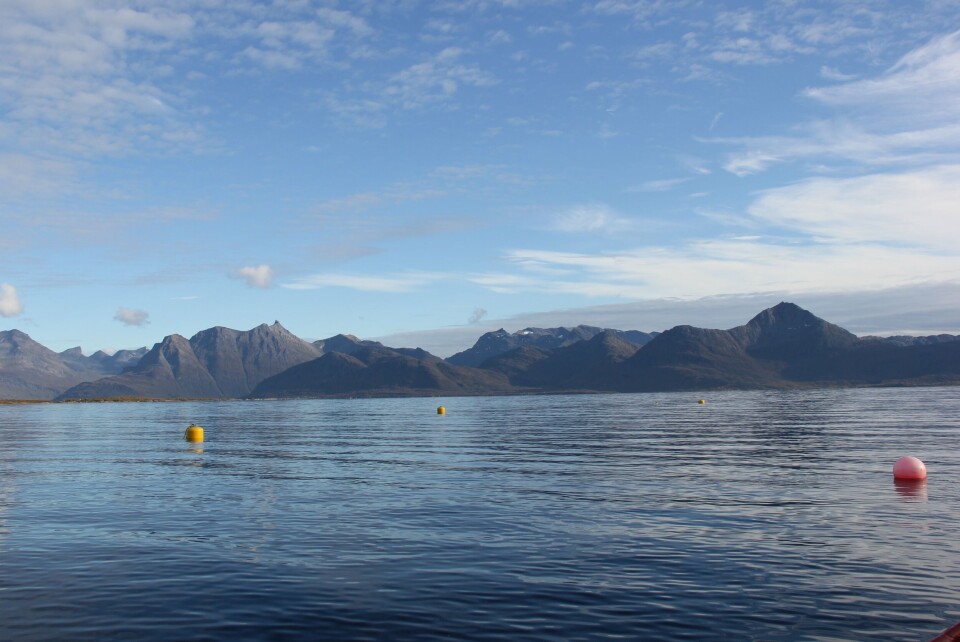 Merder Steigen