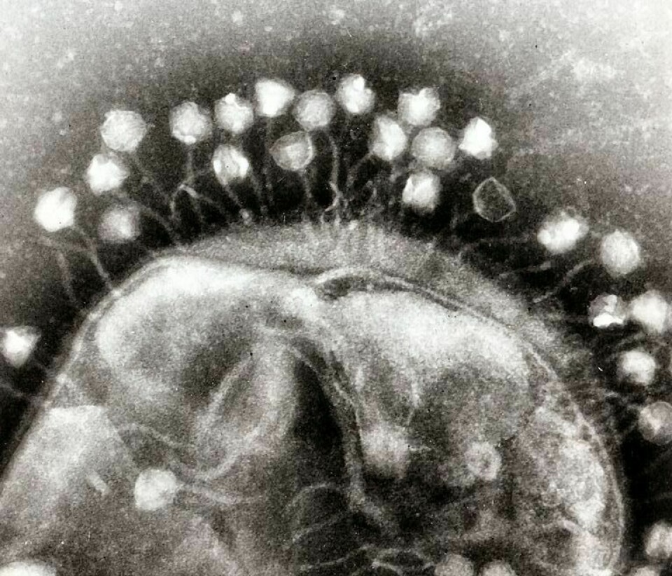 Forskere har brukt 'minivirus' for å forebygge smittespredning i RAS-anlegg. Illustrasjonsfoto: Dr. Graham Beards.