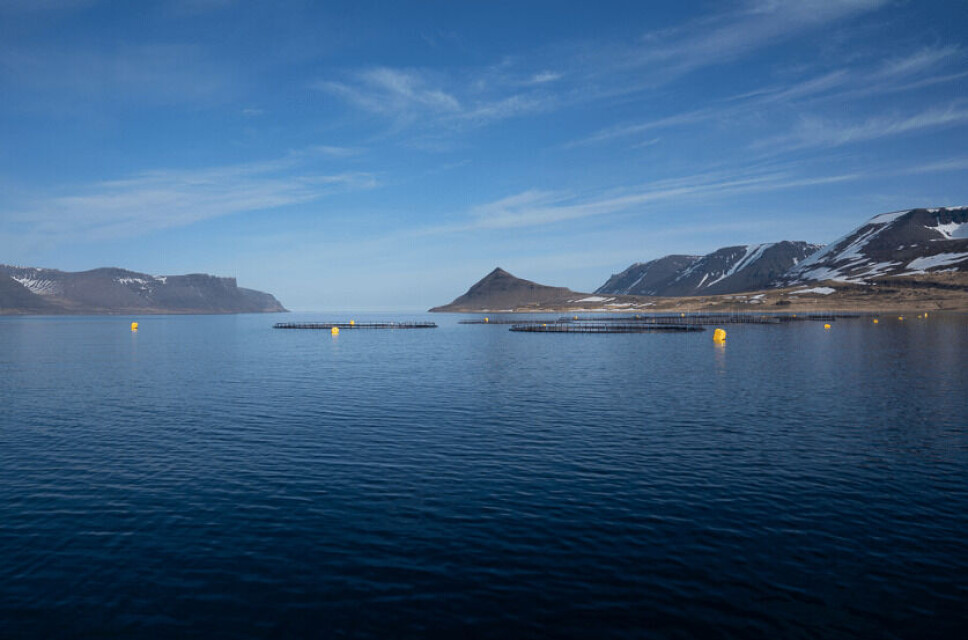 En av lokalitetene til Arctic Fish i Dýrafjörður.
