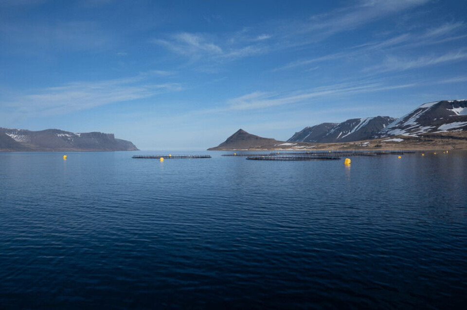 En av lokalitetene til Arctic Fish i Dýrafjörður. Foto: Arctic Fish En av lokalitetene til Arctic Fish i Dýrafjörður. Foto: Arctic Fish