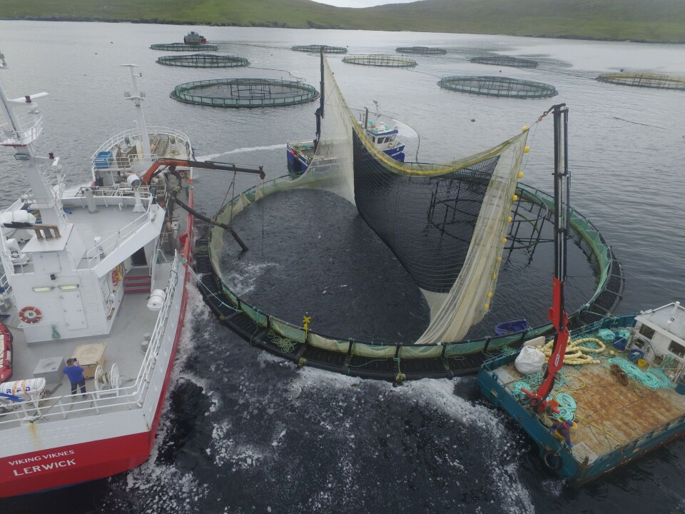 Shetlandsristen i merd. Foto: Carsten Hvide Wangsmo.