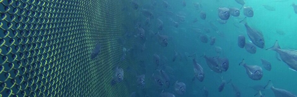 Kobberlegert not. Foto: Stiftelsen Nor-Fishing.