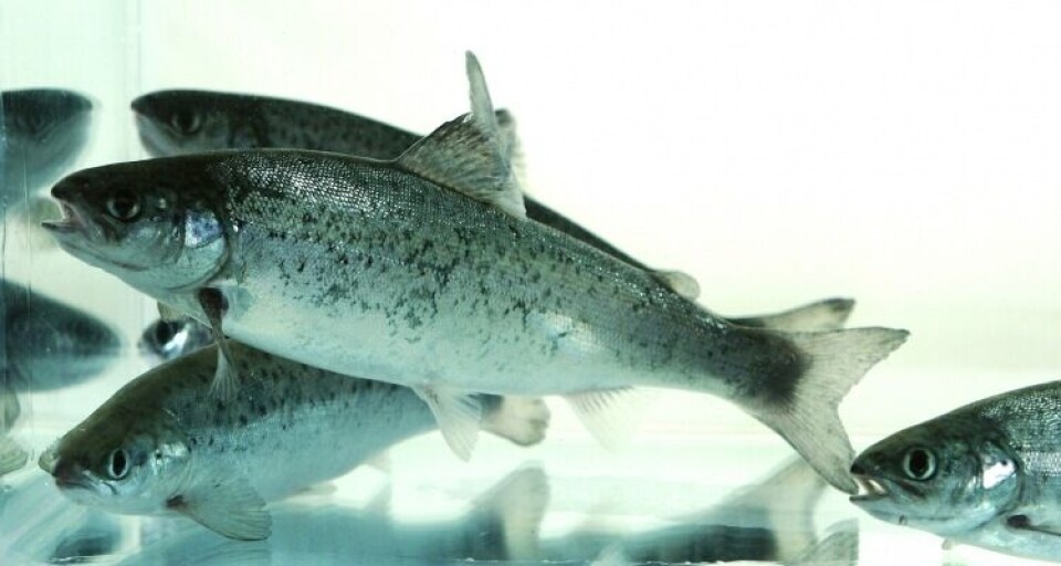 Fister Smolt AS leverer stabilt. Foto: Illustrasjon.