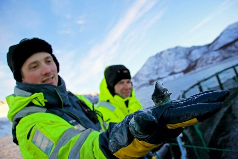 Rognkjeks, Finnmark, snø, rensefisk, røkter holder,