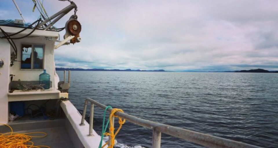 På to av lokaliteten i Canada mistet Grieg Seafood 1000 tonn laks.