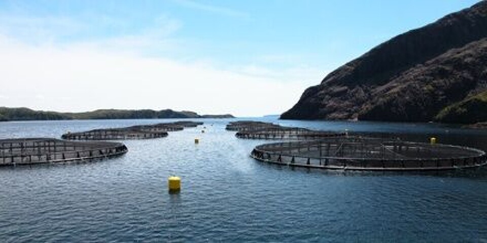 Newfoundland-Aqua. Illustrasjonsfoto.