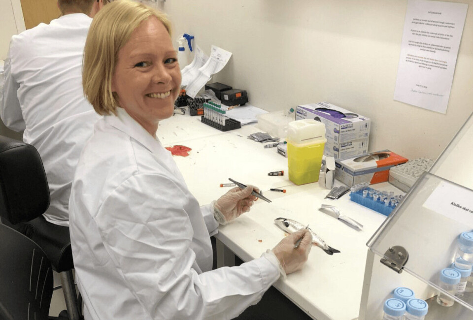 Camilla Fritsvold har studert CMS hos atlantisk laks. Her obduserer hun en fisk for å ta prøver i forbindelse med et smitteforsøk. Foto Torill Thoreby Jensen, Veterinærinstituttet