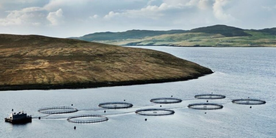 Grieg Seafood Shetland lokalitet. Foto: GSS. Grieg Seafood Shetland lokalitet. Foto: GSS.