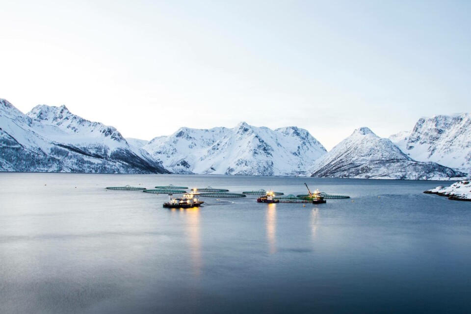 Illustrasjonsfoto av ene lokaliteten til Grieg Seafood Finnmark. Lokaliteten på bildet er ikke en av de omtalte lokalitetene. Foto: Grieg Seafood Finnmark