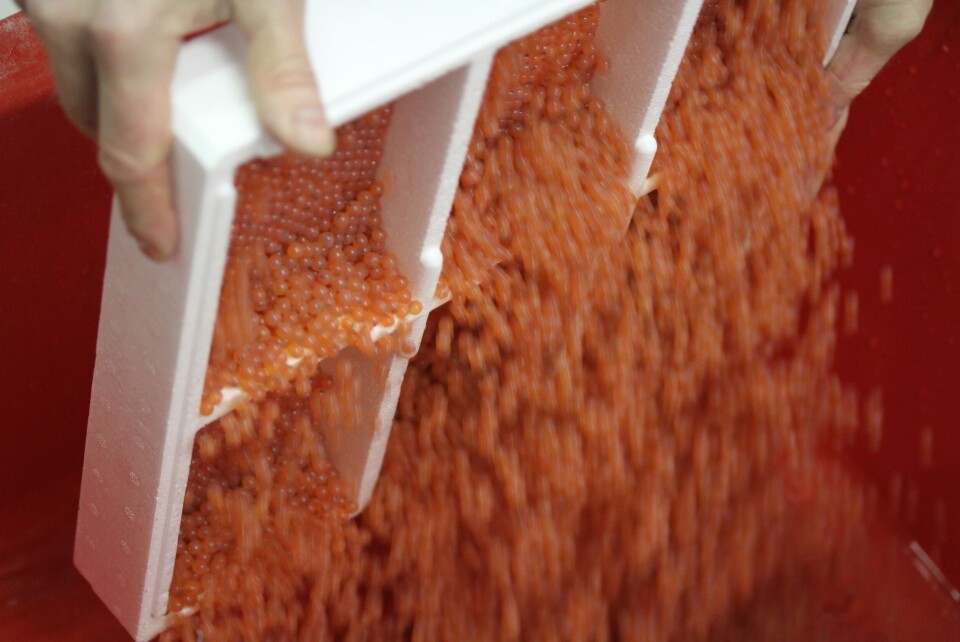 Lakserogn ankommer klekkeriet. Foto: AquaGen.