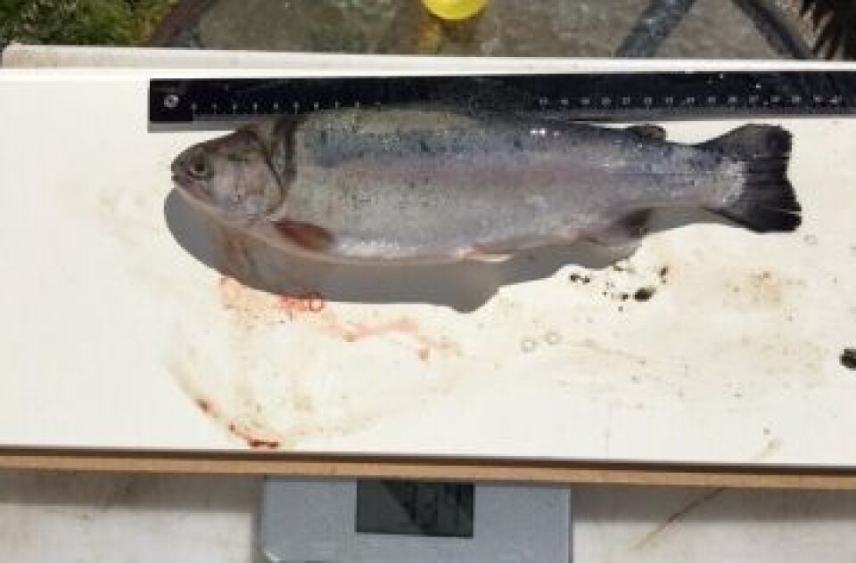 Rømt regnbueørret. Foto: Fiskeridirektoratet.