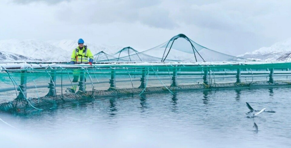 Fra nå av skal Grieg Seafood selge fisken sin selv under Grieg navnet. Foto: Grieg Seafood.