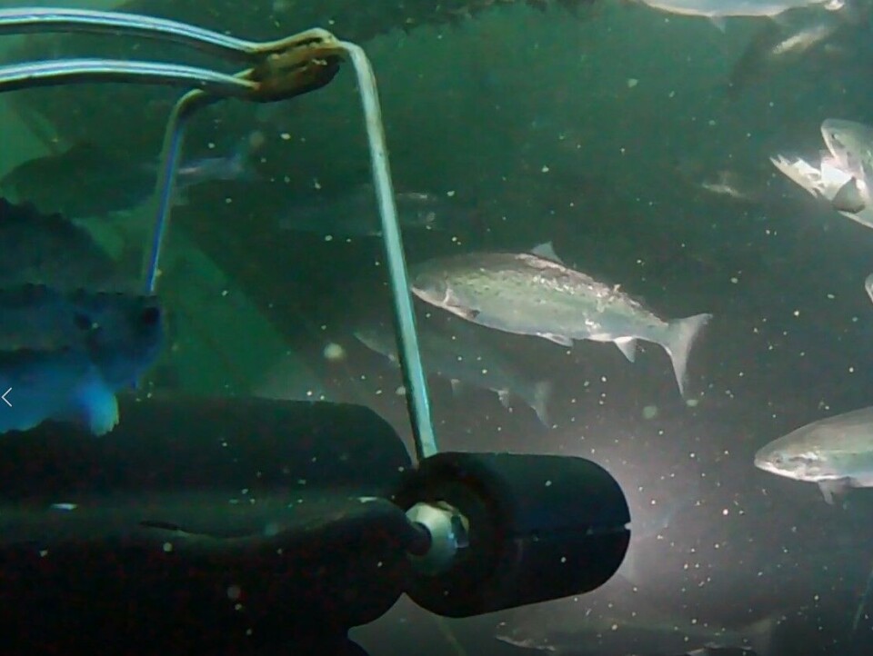 CView finnes i to versjoner. CView Eye som har ett kamera og som scanner fisken fra èn side, samt CView 360 som består av flere kamera og som skanner hele fisken. Foto: CreateView.