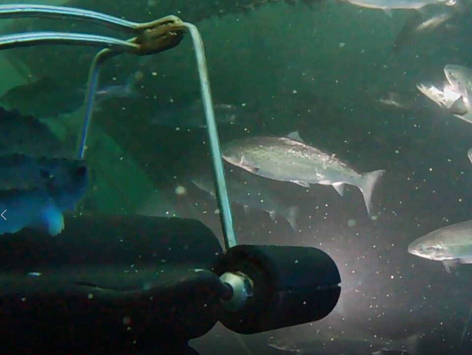 CView finnes i to versjoner. CView Eye som har ett kamera og som scanner fisken fra èn side, samt CView 360 som består av flere kamera og som skanner hele fisken. Foto: CreateView. CView finnes i to versjoner. CView Eye som har ett kamera og som scanner fisken fra èn side, samt CView 360 som består av flere kamera og som skanner hele fisken. Foto: CreateView.