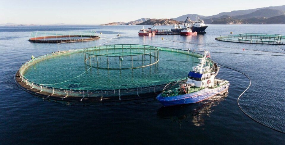 Lerow har til sammen 70 ansatte og 9 servicefartøy, herav 2 større fartøy på 28 og 70 m som driver med mekanisk avlusing med Skamik. Nylig ansatte de ny slagssjef i selskapet. Foto: Lerow.