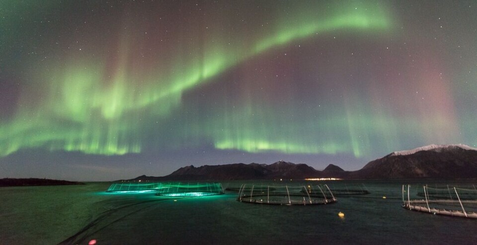 Den økologisk lakseproduksjonen til Flakstadvåg Laks utvides stadig. Foto: Flakstadvåg laks AS.