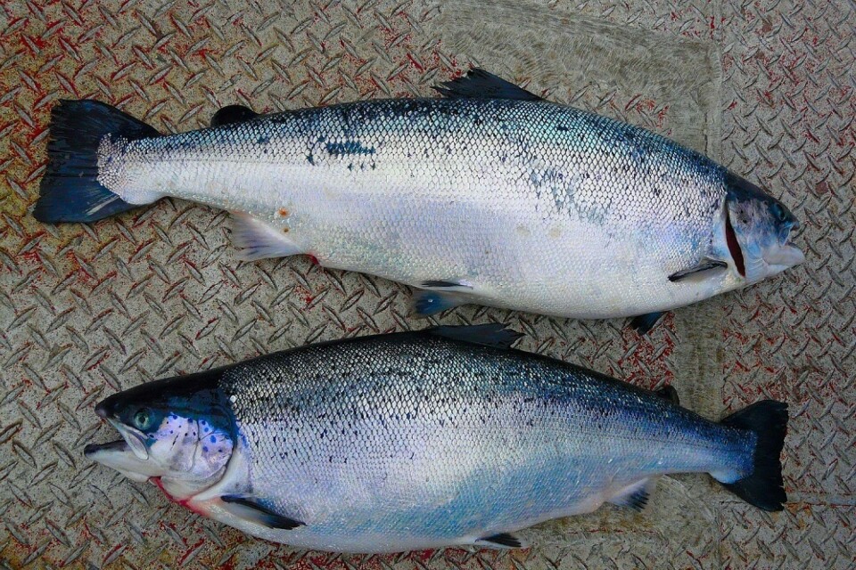Det er oftest er stor og slaktemoden fisk som rammes av CMS. Foto: Trygve Poppe