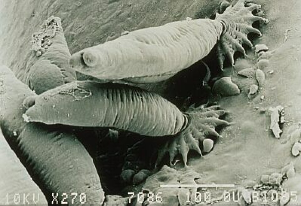 gyrodactylus
