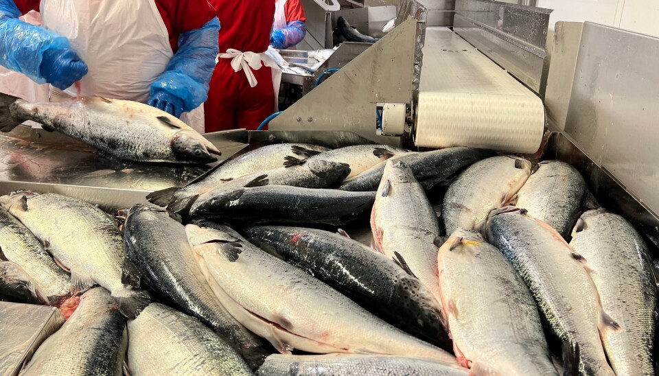 SalMar slaktet totalt 32 400 tonn i andre kvartal.