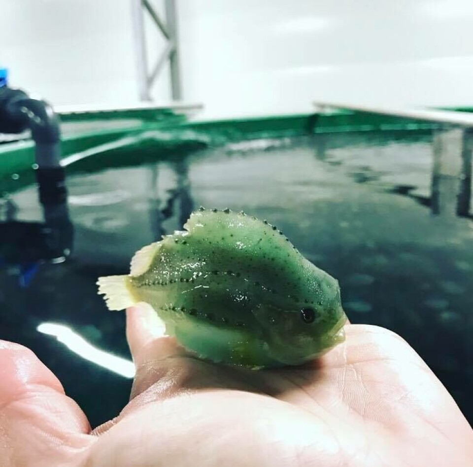 Denne lusespiseren er klar for levering til Flakstadvåg Laks. Foto: Akvafarm.