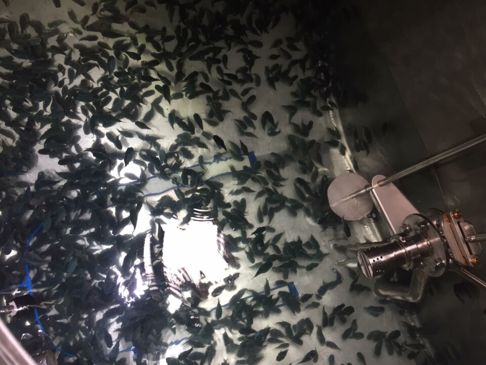 Den første rognkjeks leveransen fra Akvafarm. Foto: Akvafarm AS.