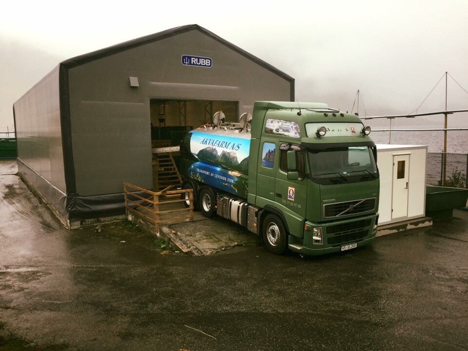 Den første leveranse av rognkjeks fra Akvafarm noensinne. Flott fisk på 20 gram levert til Flakstadvåg Laks. Foto: Akvafarm.