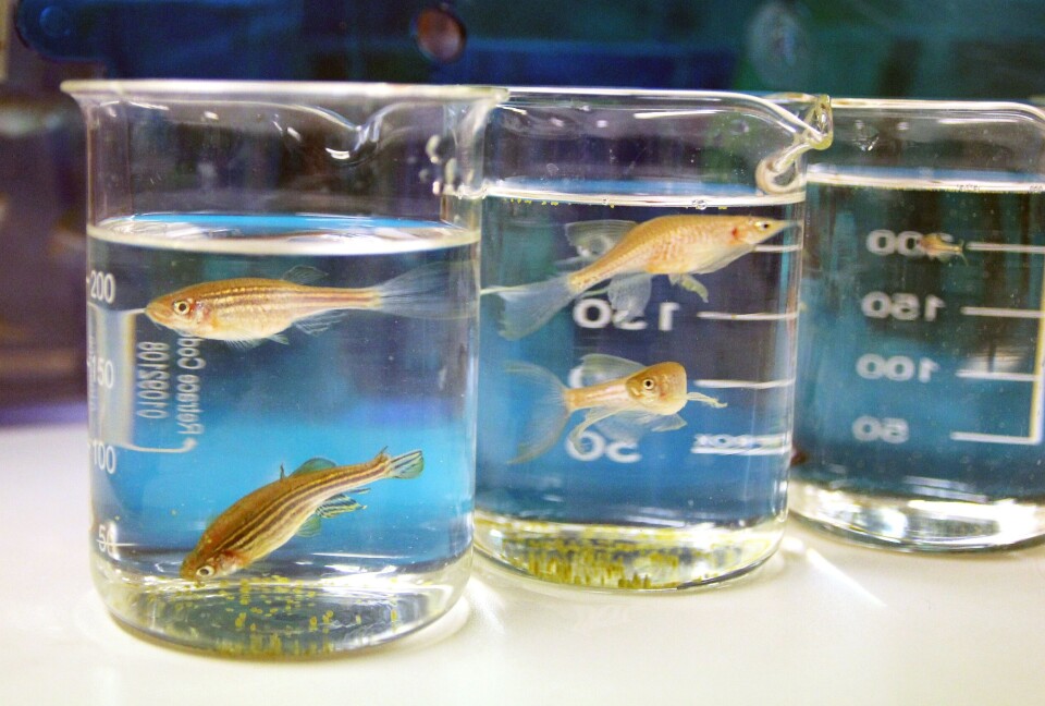Sebrafisk brukes ofte som modellorganisme i biologiske studier. Foto: NIFES.