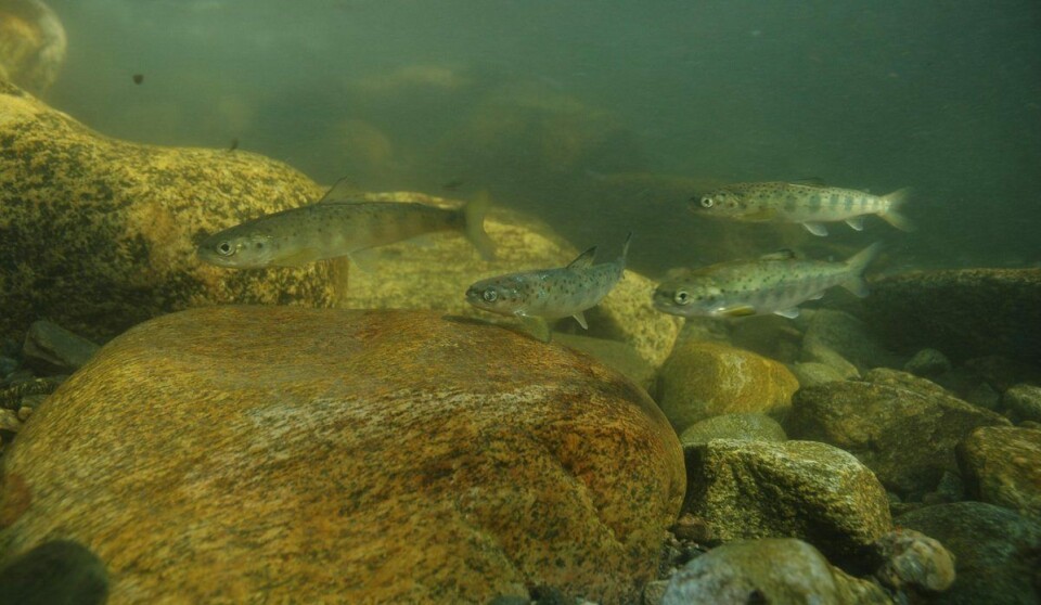 Denne studien skal representere den mest oppdaterte og omfattende analysen av domestisert, hybrid og villlaks i naturen. Arkivfoto: Bjørn Barlaup/Norce.