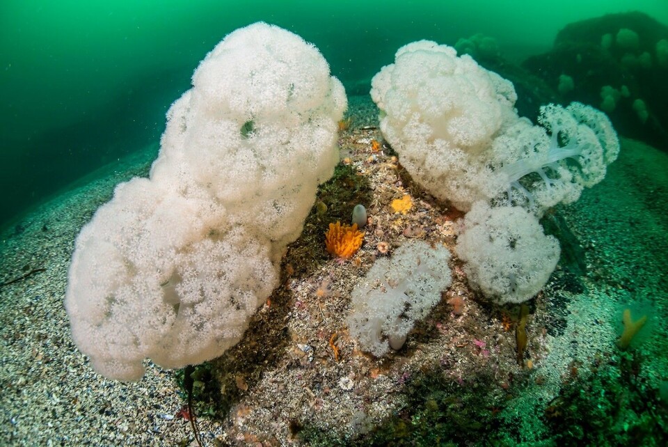 Det er disse blomkålkorallene som har skapt trøbbel for de tre oppdrettsselskapene fra Austevoll. Foto: Erling Svensen Det er disse blomkålkorallene som har skapt trøbbel for de tre oppdrettsselskapene fra Austevoll. Foto: Erling Svensen