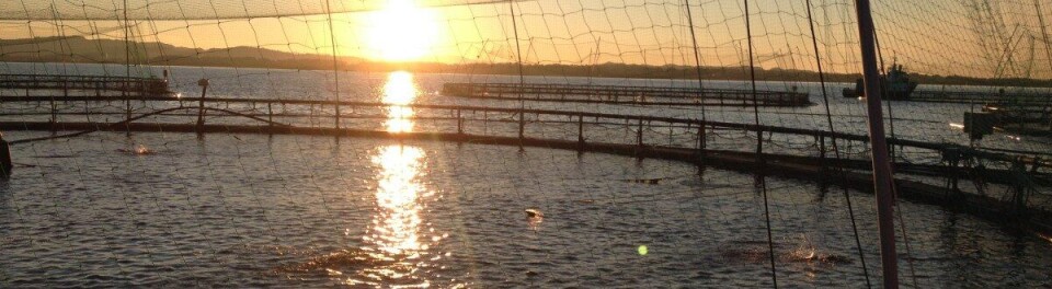 Merder i Vest. Foto: Fomas.