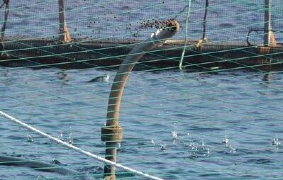 Algeoppblomstringen har ikke ført til nedgang i produksjonen av laks i norge. Foto: Øyvind Sjøthun Røen