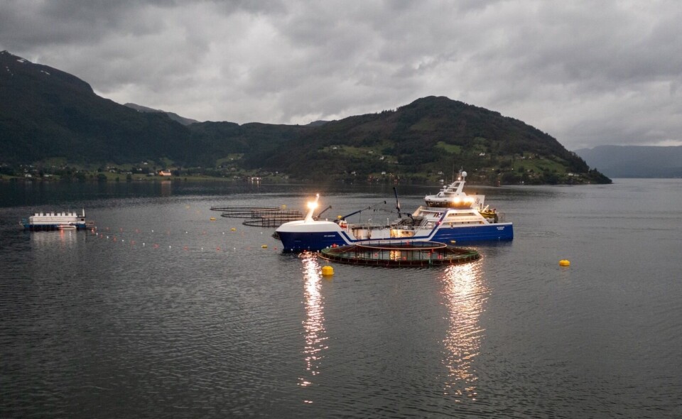 Gadus Group fikk i sommer for første gang satt torsk i sjøen. Fisken ble fraktet fra Gadus sitt eget klekkeri på Fosen til sjøanlegget deres i Davik. Foto: Gadus Group Gadus Group fikk i sommer for første gang satt torsk i sjøen. Fisken ble fraktet fra Gadus sitt eget klekkeri på Fosen til sjøanlegget deres i Davik. Foto: Gadus Group