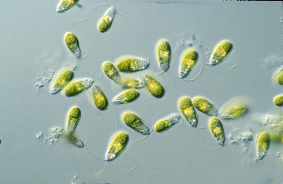 Illustrasjonsbilde av Dunaliella spp. Foto: CSIRO.
