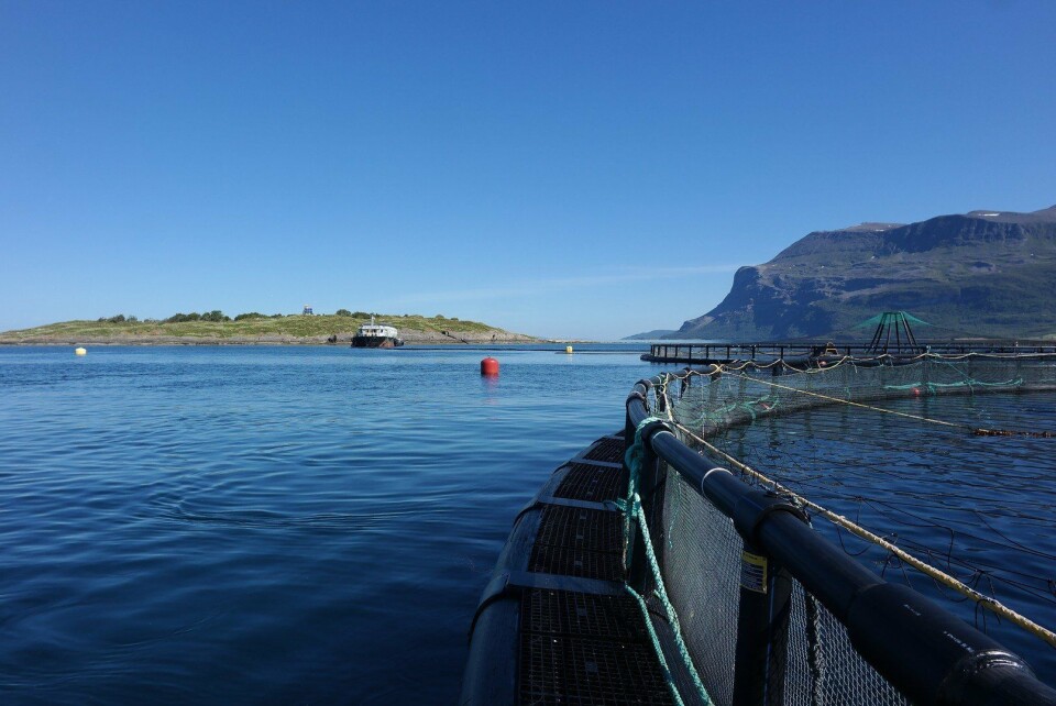 Northern Lights Salmon og Sørrelnesfisk tapte opp mot 2,4 millioner fisk på grunn av algeoppblomstring på lokalitetene Ystevika og Trollvika. Foto: Northern Lights Salmon.