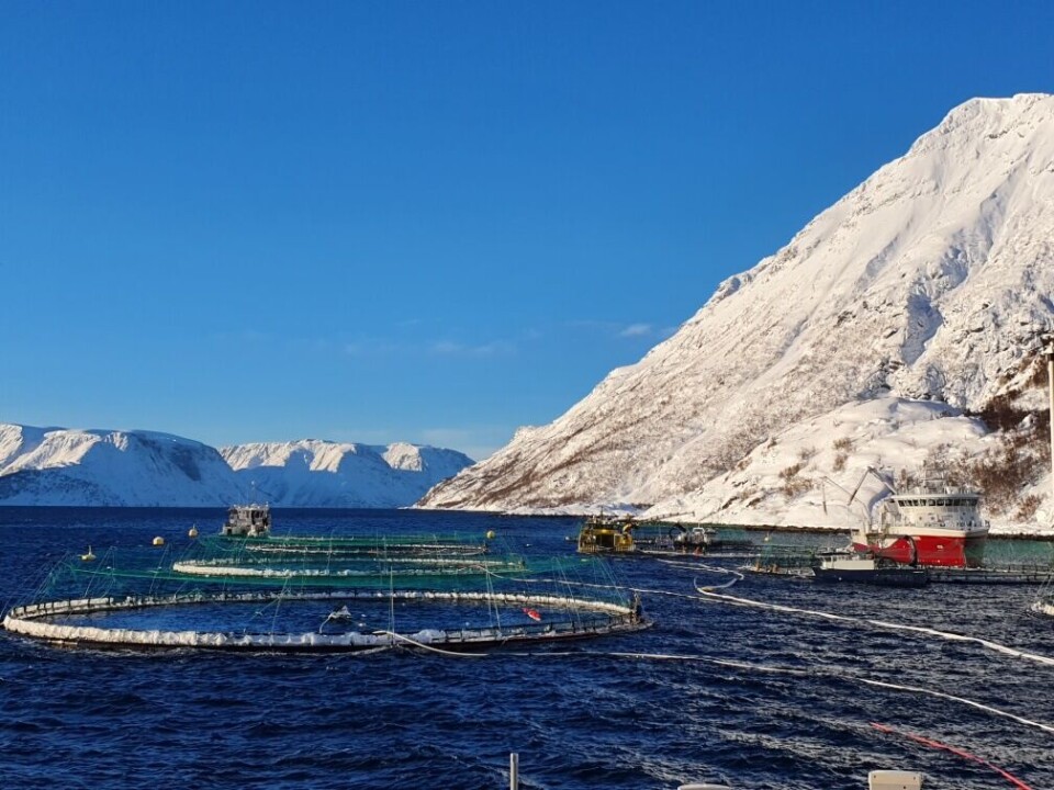 Ved lokalitet Davatluft skjedde det mandag morgen et snøskred. Snøraset har ikke ført til rømminger av betydning for Grieg Seafood Finnmark. Bildet er tatt den 17. februar. Foto: GSF.