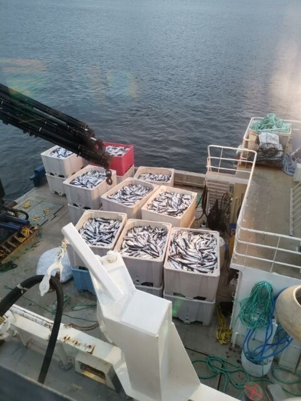 Gratanglaks har mistet store mengder fisk som følge av algeoppblomstringen. Foto: Gratanglaks Gratanglaks har mistet store mengder fisk som følge av algeoppblomstringen. Foto: Gratanglaks